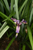 Iris graminea RCP6-2013 099.JPG